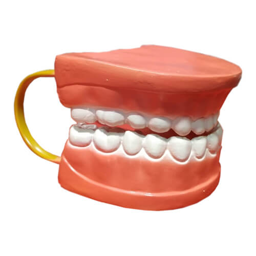 Dental Care Model 32 Teeth