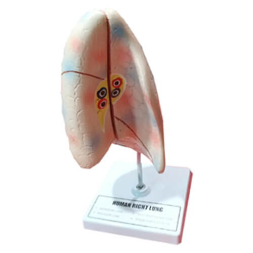 Human Right Lung Model On Stand