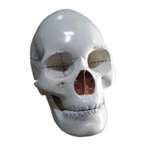 Human Skull Model As Like Real Skull