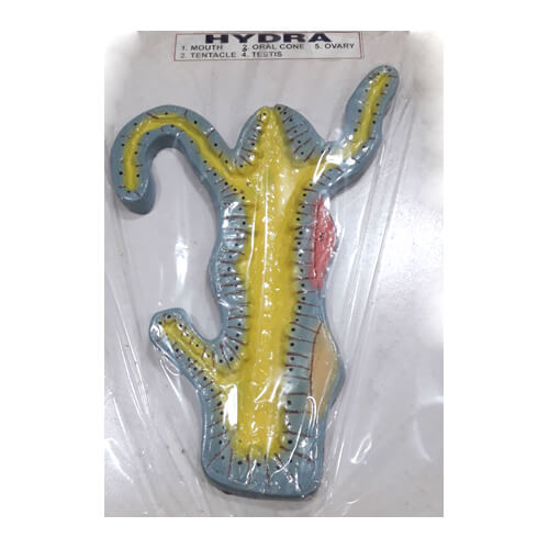 Hydra-Artificial-Model