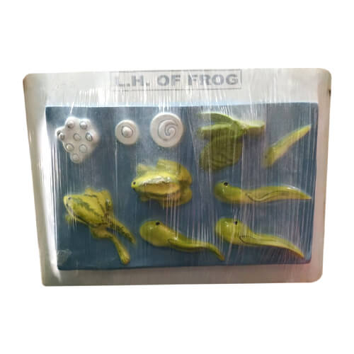 Life Cycle of Frog Model on Board