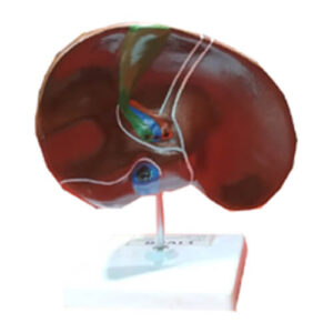 Model of Human Liver