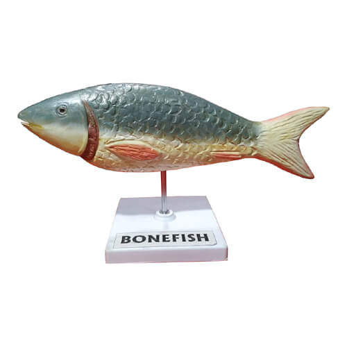 Model of Bony Fish (Boney Fish Artificial Model)