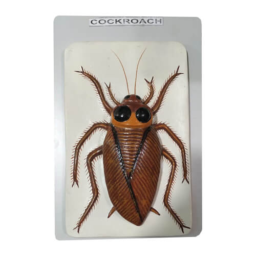 Model of Cockroach
