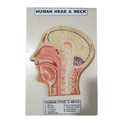 Model of Human Head and Neck