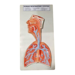 Model of Human Respiratory System on Board
