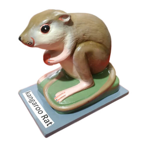 Model of Kangaroo Rat