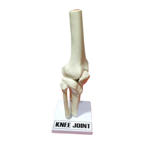Model of Knee Joint