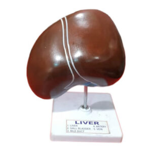 Model of Human Liver