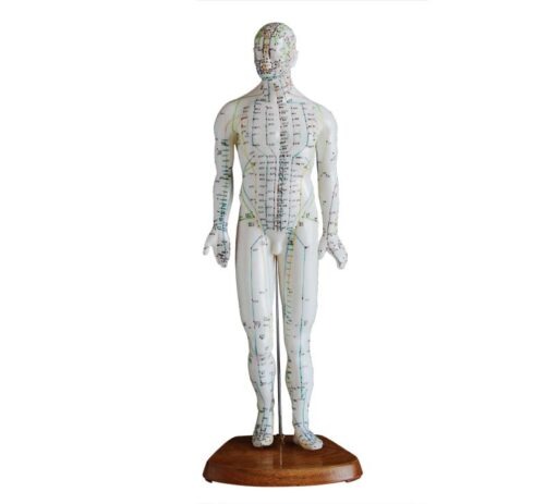 Acupuncture Model 46CM Male