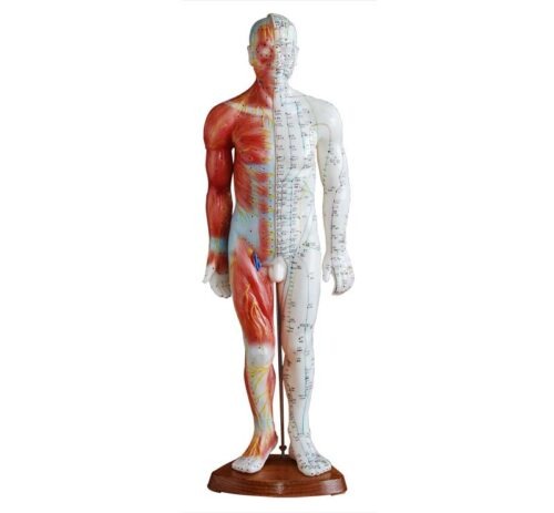 Acupuncture & Muscle Model 55CM Male