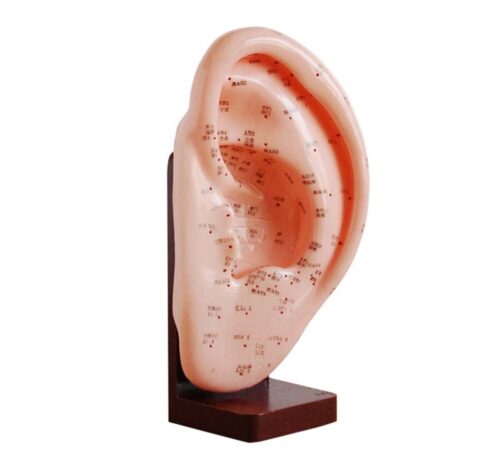 Ear Acupuncture Model 22CM