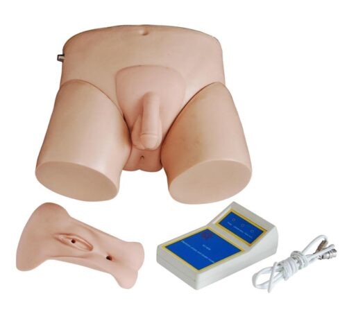 Electronic Urinary Model