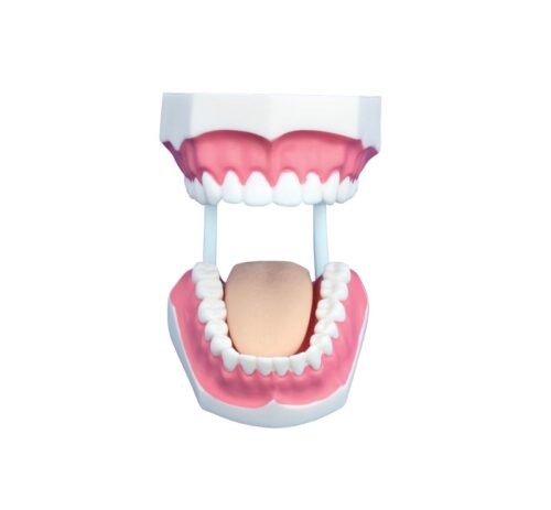 Small Dental Care Model (32teeth)