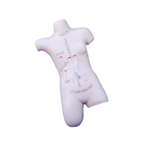 Surgical Suture and Bandaging Model