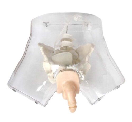 Transparent Male Urethral Catheterization Simulator
