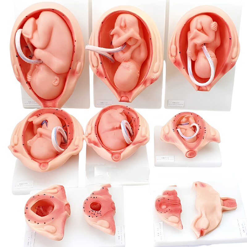 XC-414 The Development Process for Fetus