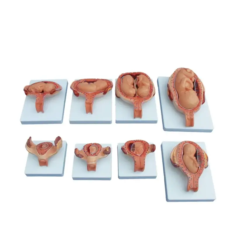 XC-414A The Development Process for Fetus (Half-Size)
